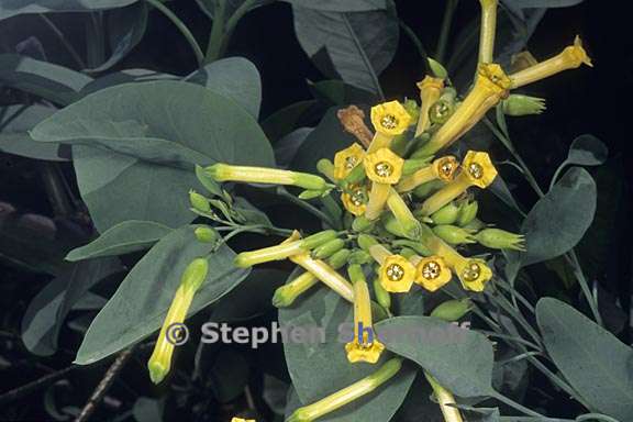 nicotiana glauca 2 graphic